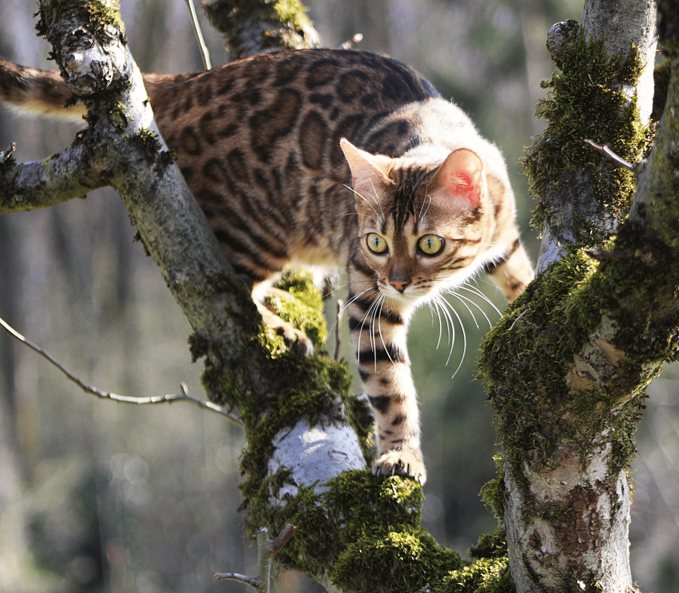 Bengal cat making its way down from the leafless branch