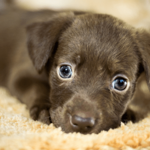 Dark gray mutt puppy on a cream carpet