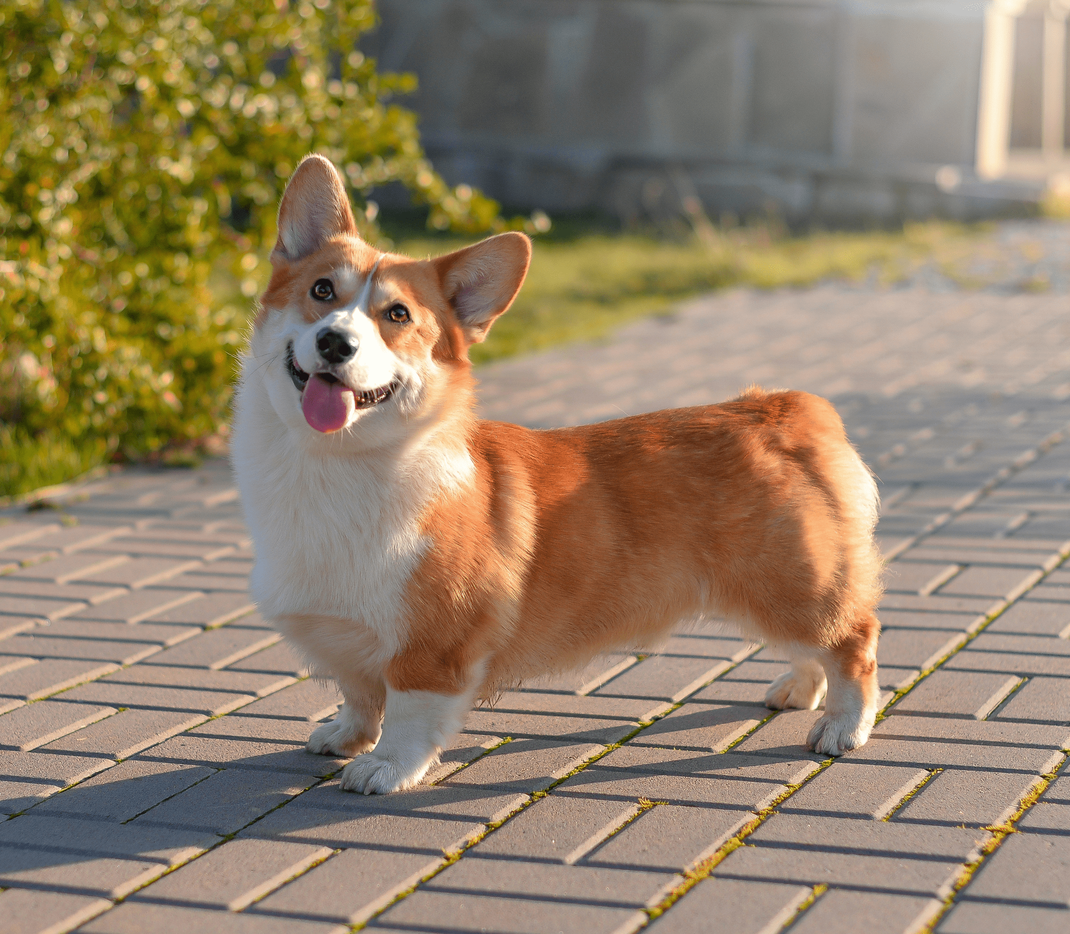 Brown corgi with white chest standing facing to the left