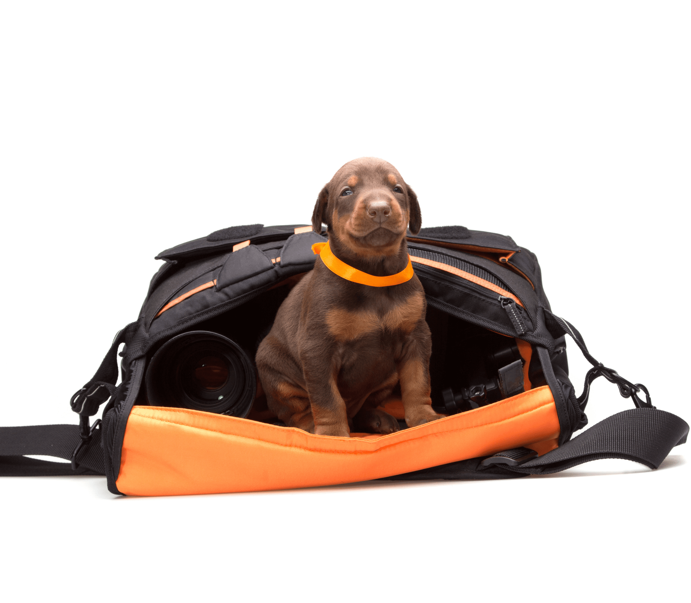 Brown puppy peaking out from an orange-brown duffel bag