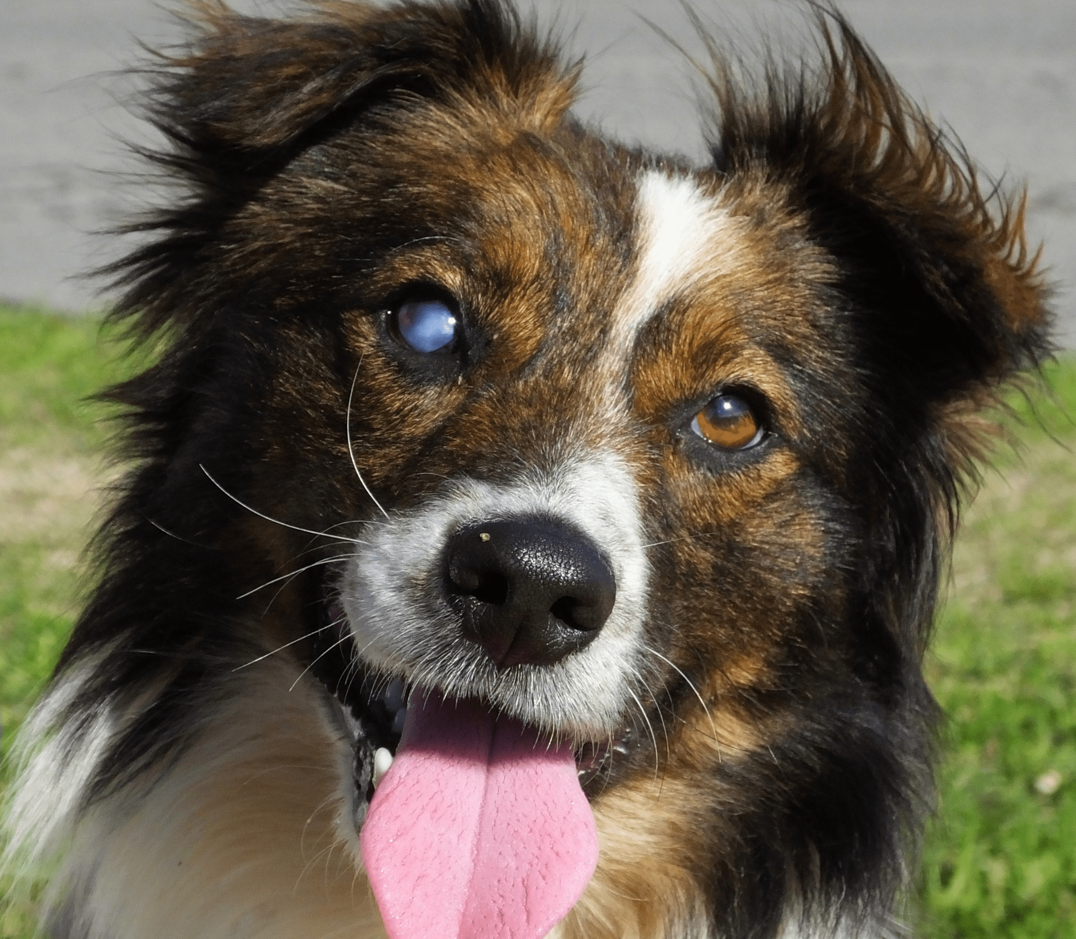One-eye blinded adult dog with tongue sticking out