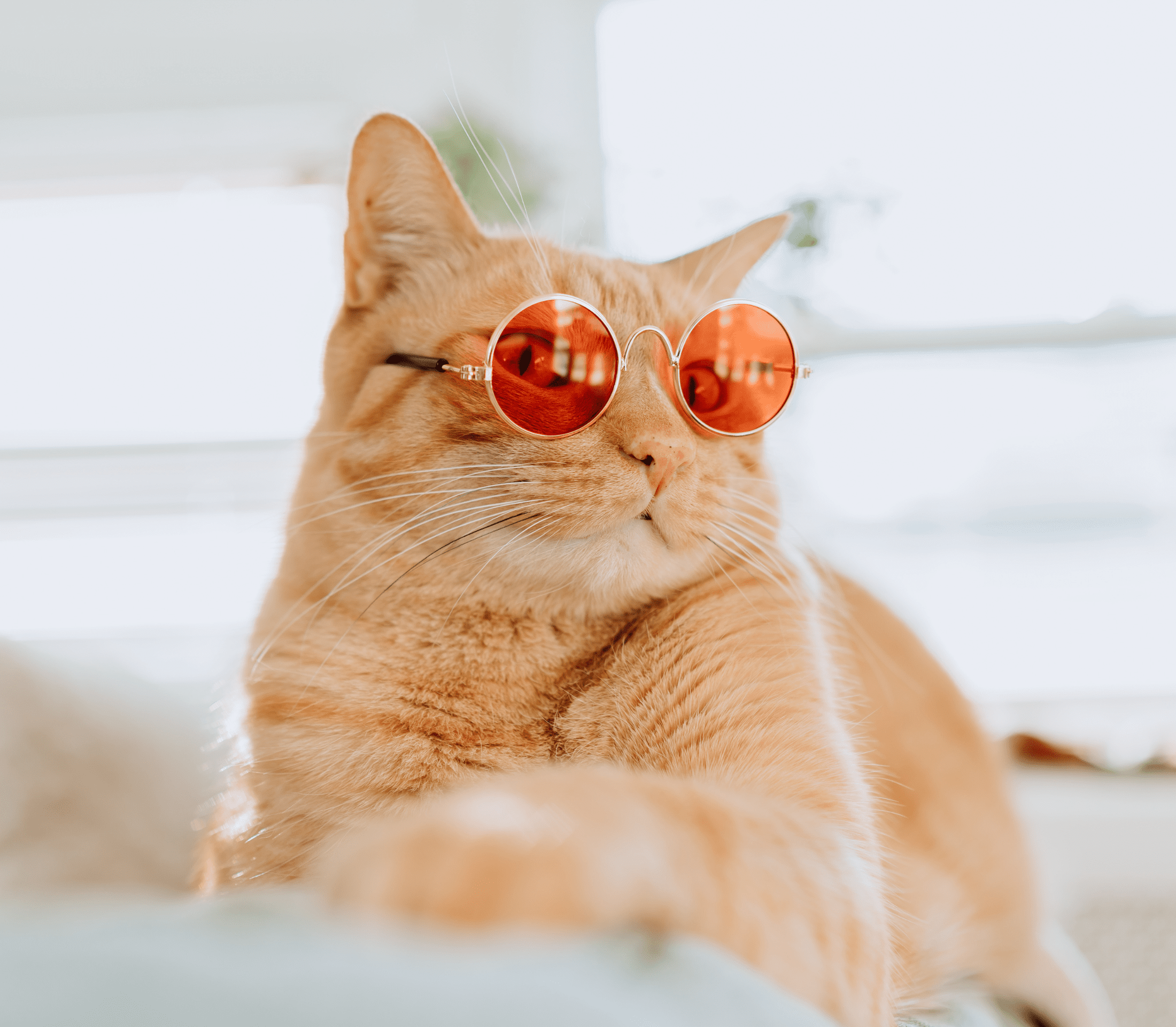 Ginger cat with orange round sunglasses