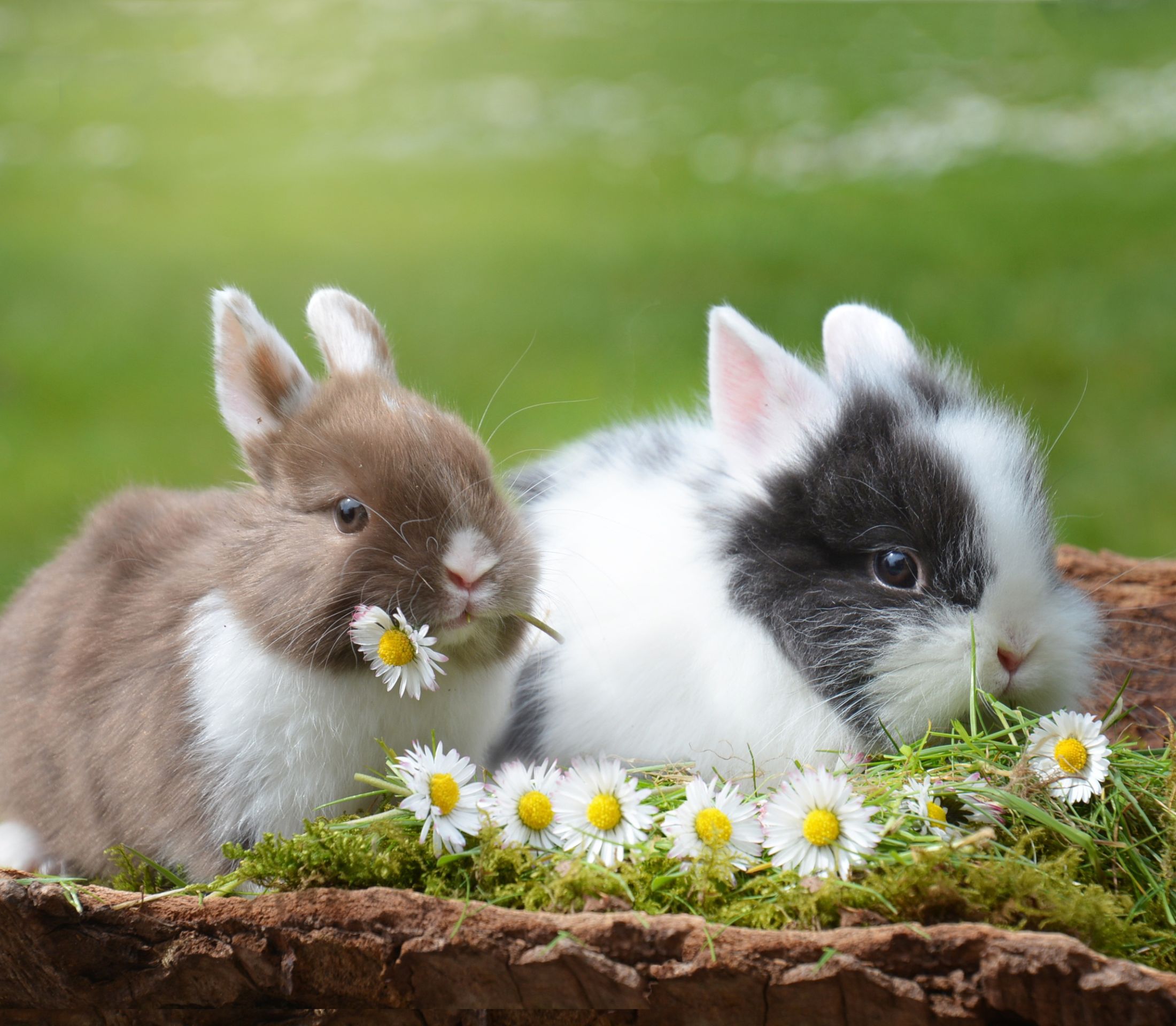 Two bunnies with small white flowers