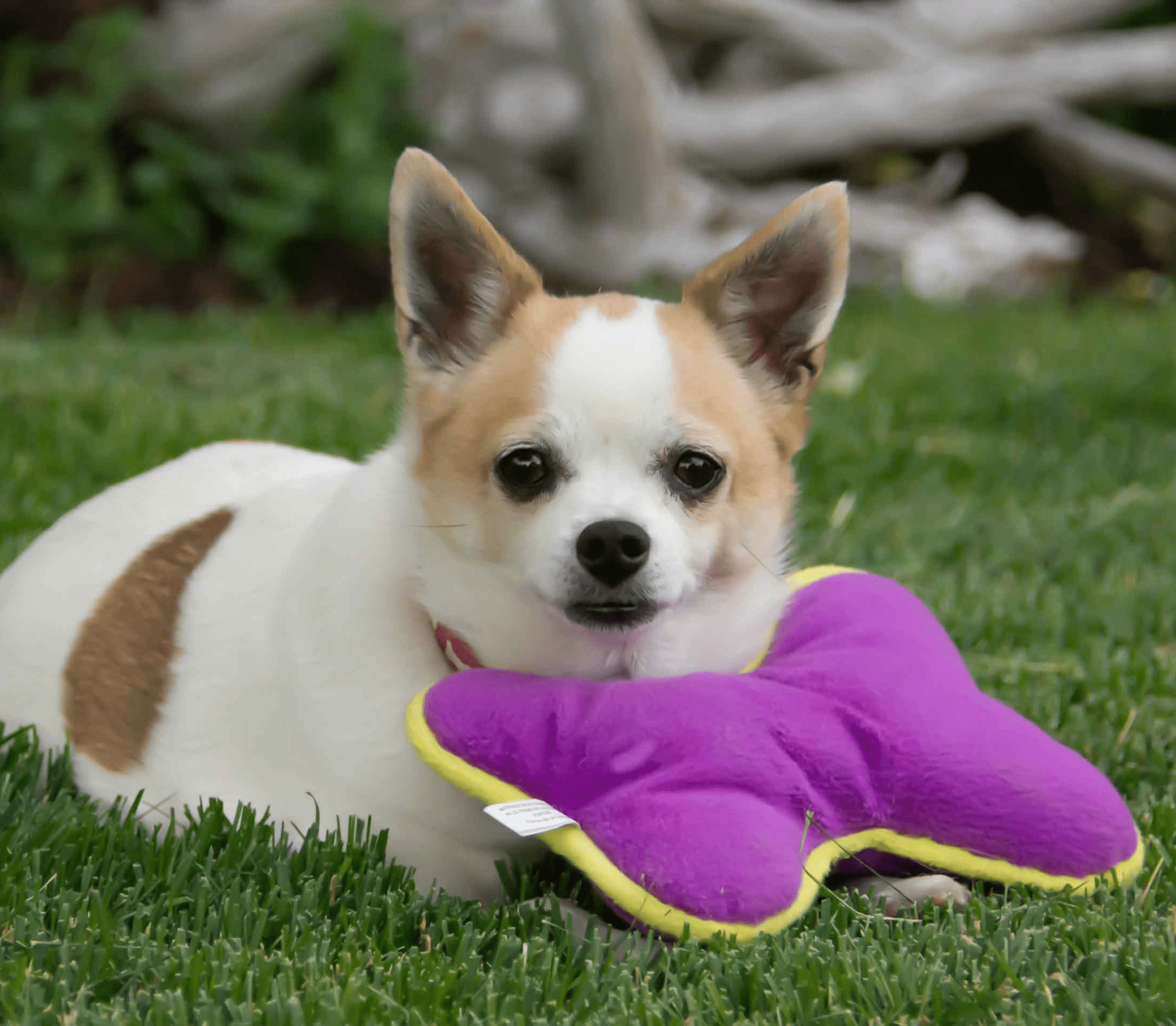 White chihuhua with brown spots has a violet plush pillow