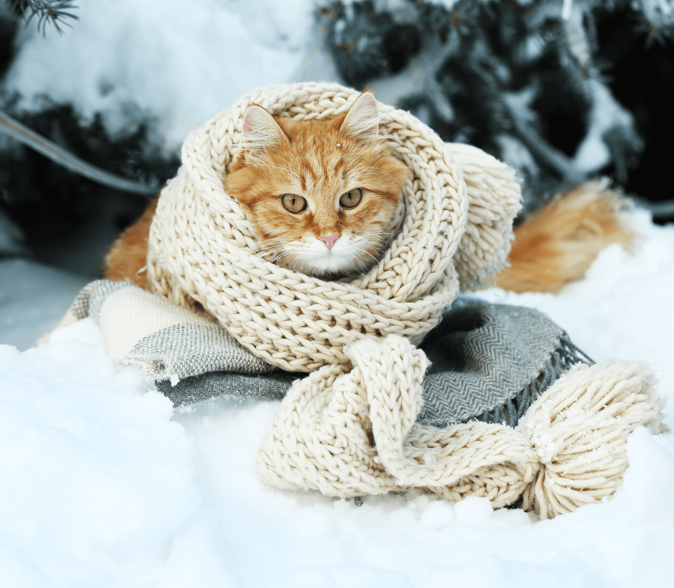 Ginger cat in the snow wearing a white knitted scarf