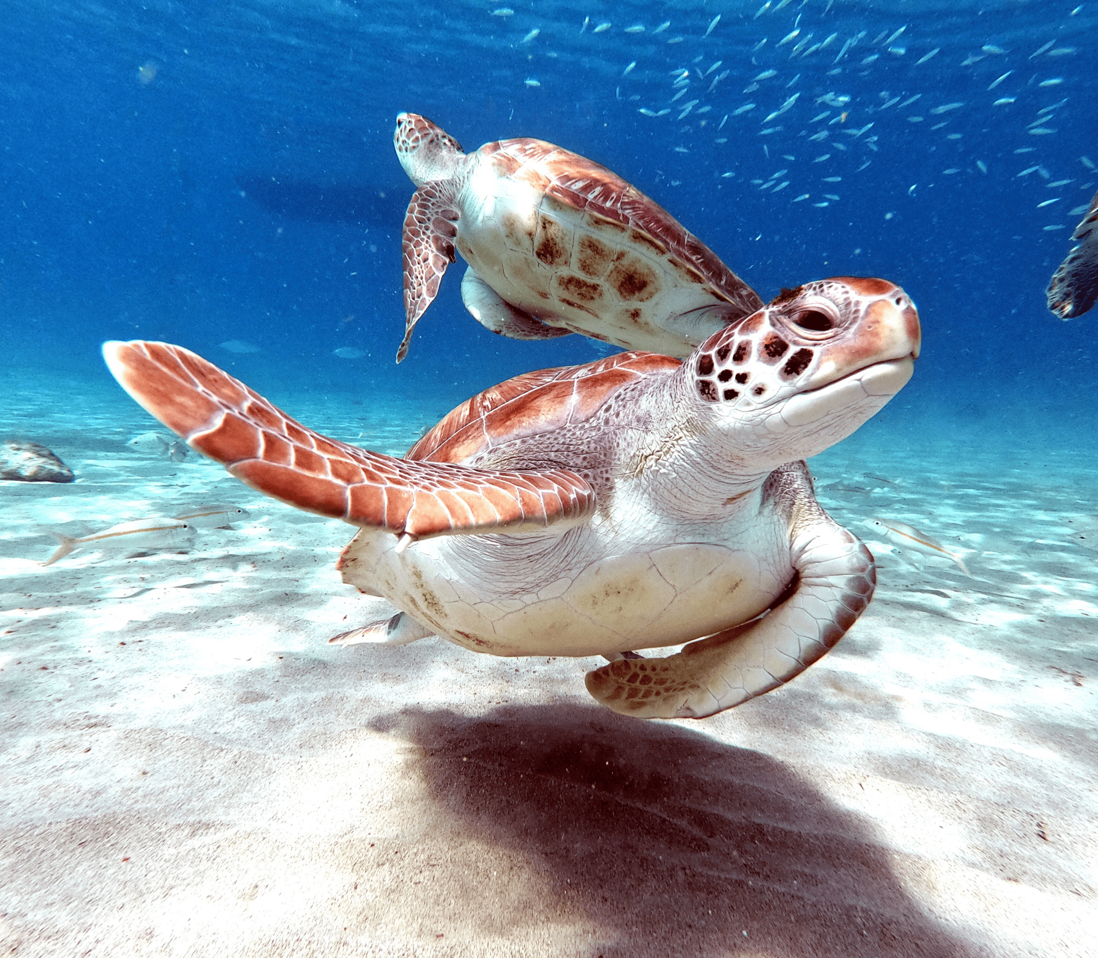 Two turtles swimming near each other
