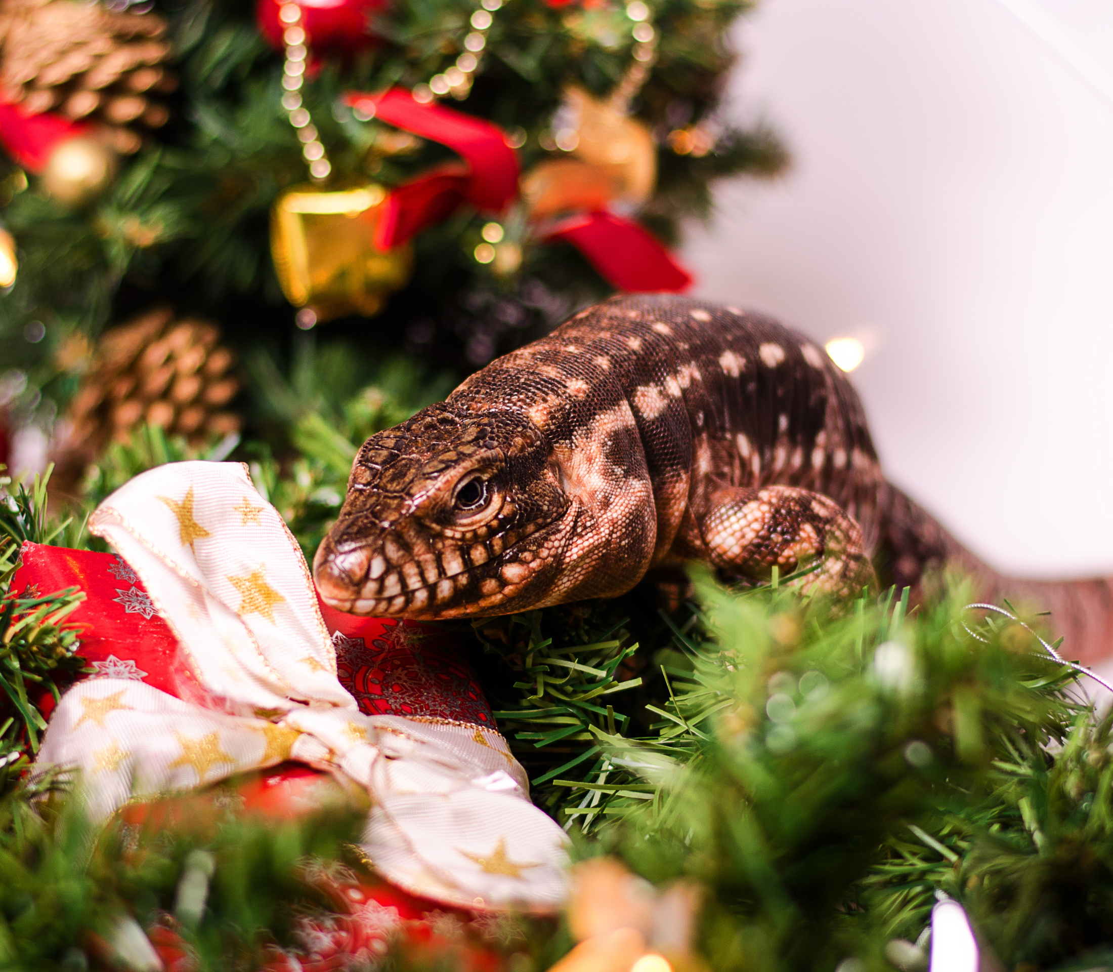 Reptile on a christmas tree
