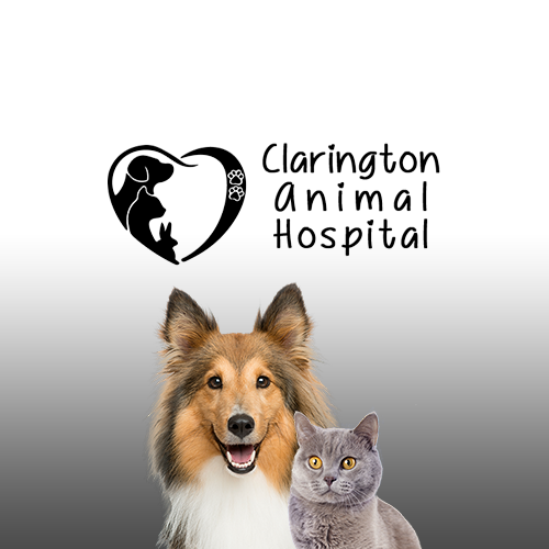Vet Clinic in Oshawa & Bowmanville, ON Clarington Animal Hospital