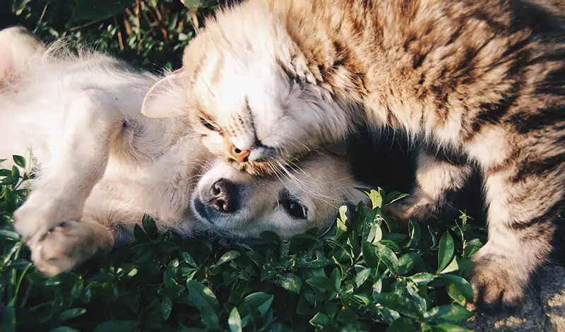Dog and cat laying next to each other on the grass outside.