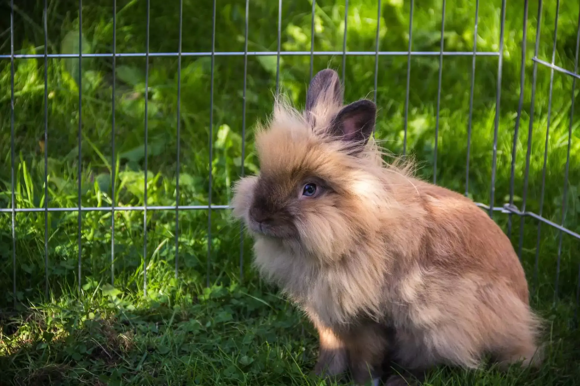 Fun Facts About Bunnies From An Oshawa, ON Veterinarian