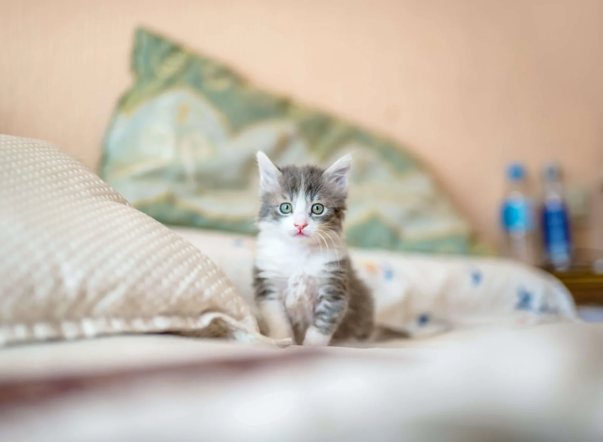 Cuddly Kitten Day: An Oshawa, ON Veterinarian Weighs In 