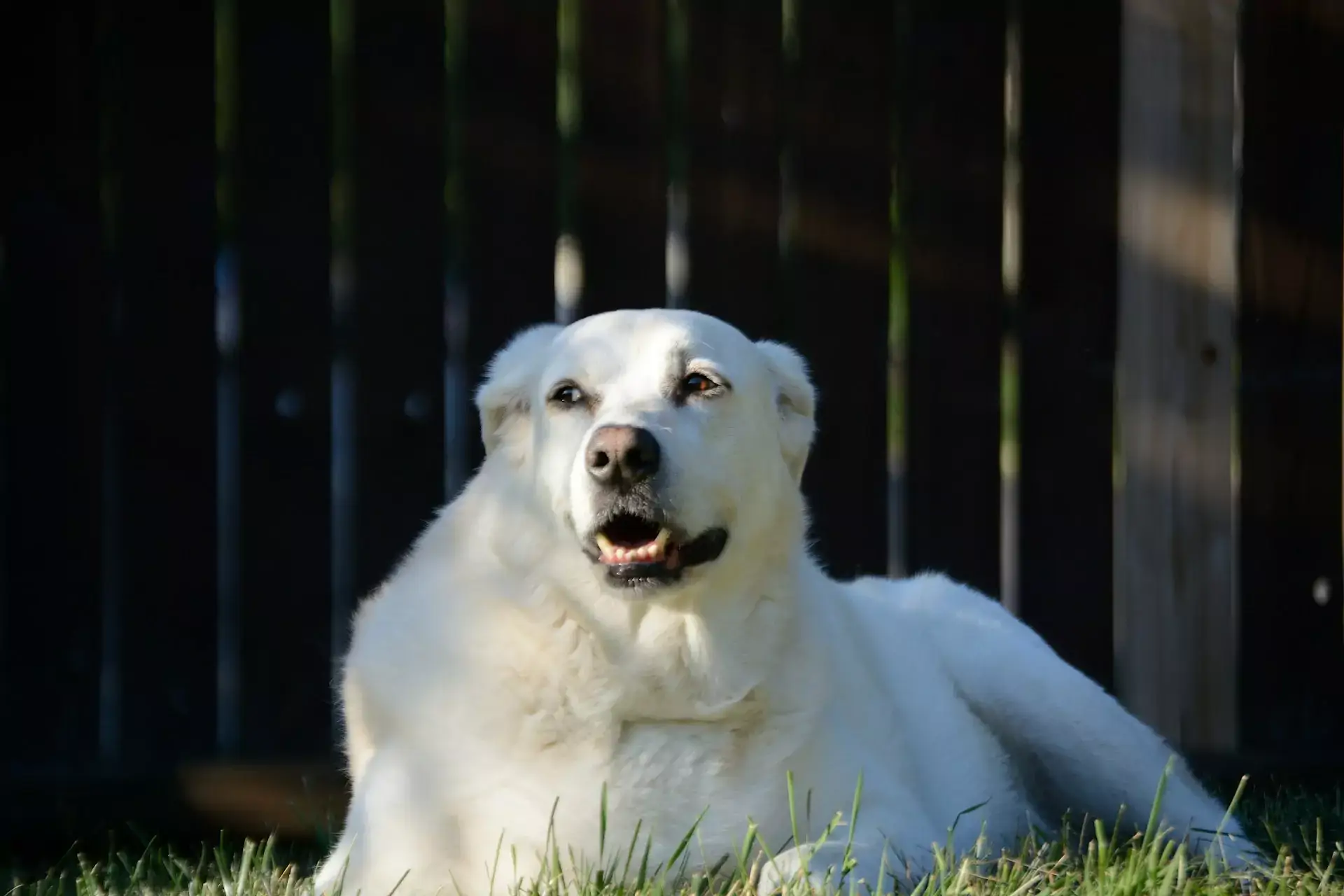 Halloween WIth Dogs: Tips For Keeping Fido Happy, Healthy, And Safe