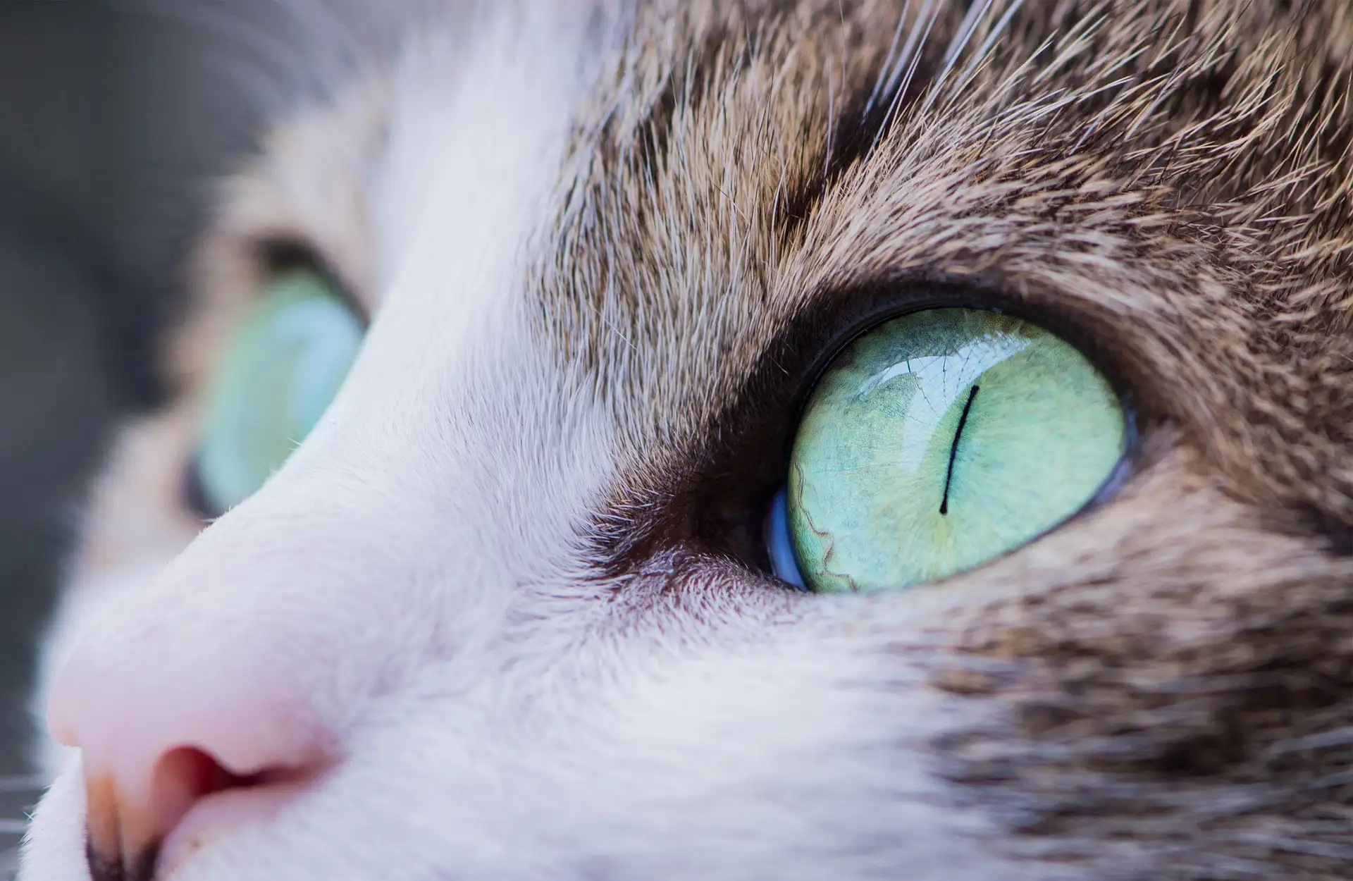 Cat with big green eyes