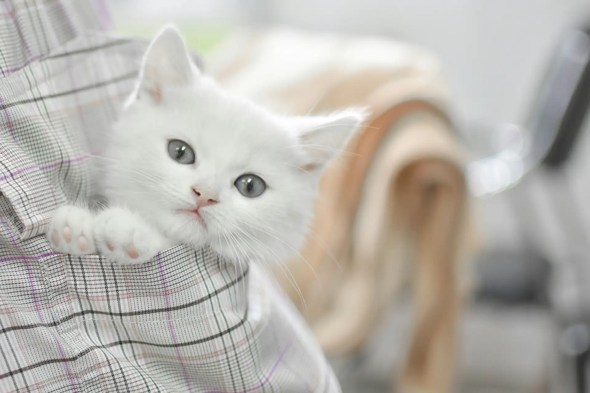 White cat peeking over tan striped sheet