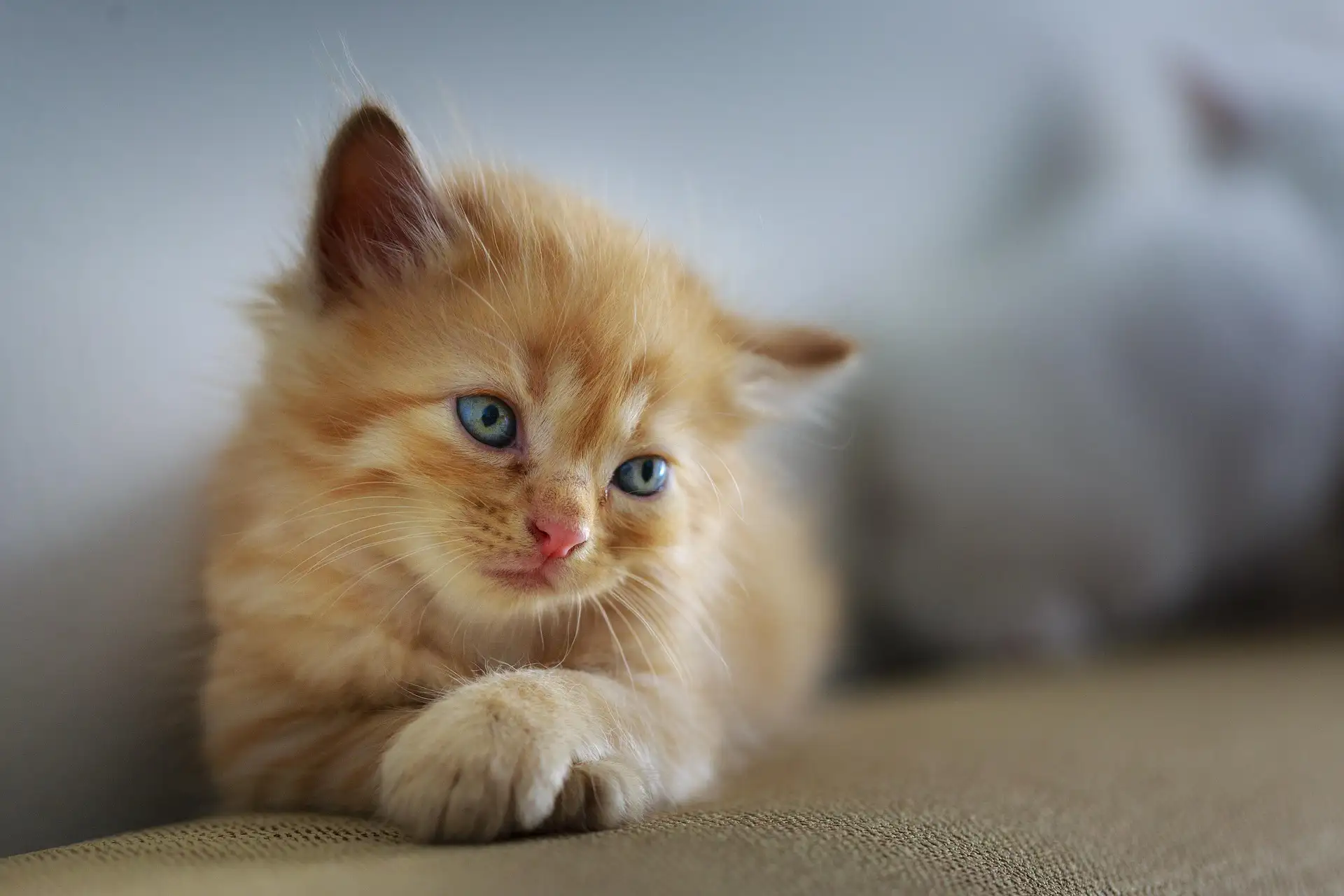 Fluffy ginger kitten