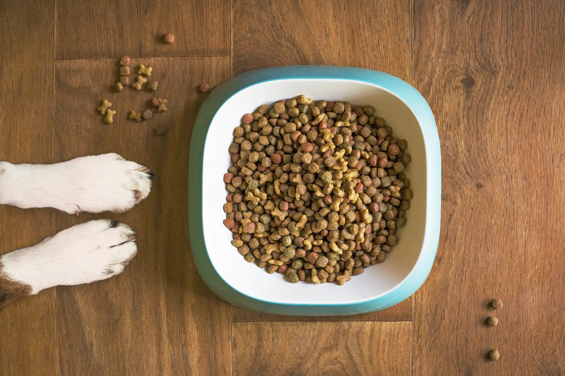 Dog paws in front of food bowl full of kibble