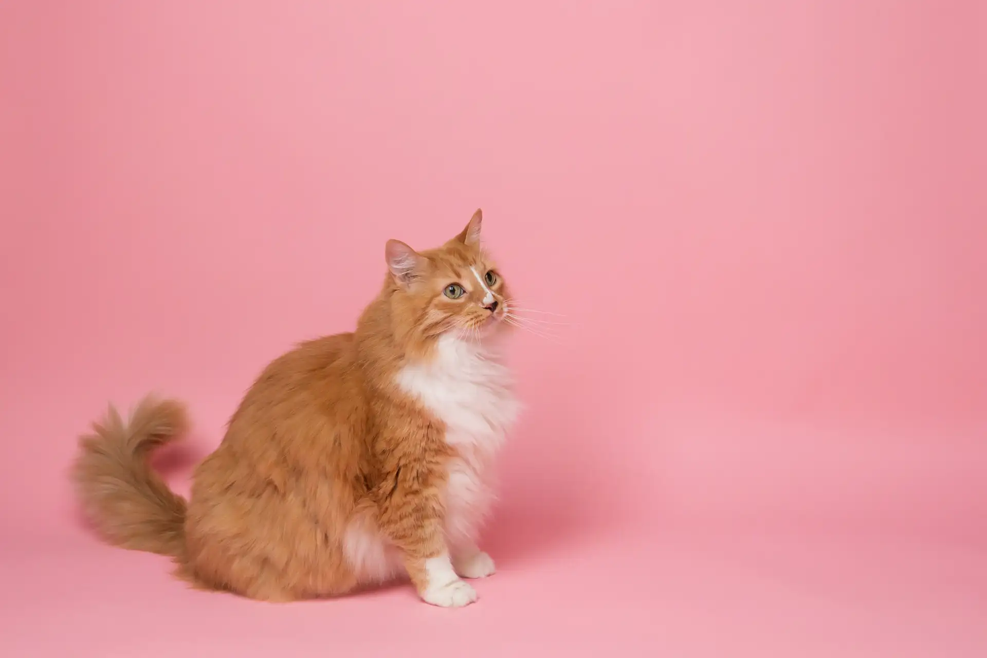 Fluffy ginger cat against pink wall